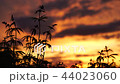 Marijuana field in the amazing sunset background. 44023060