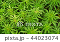 Marijuana field. Cannabis cultivation. 44023074