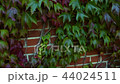 beautiful ivy grows on a wall  44024511