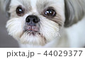Cute shih tzu dog looking on camera. 4K. 44029377