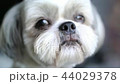 Cute shih tzu dog looking on camera. 4K. 44029378