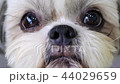 Cute shih tzu dog looking on camera. 4K. 44029659