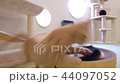 子猫の遊び 44097052