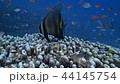 Akakukuri that becomes black after being cleaned 44145754