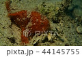 Hairy Frog Anko Hair Reef Logfish Orange Video Footage 44145755