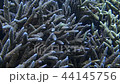 Trio of Tengukawahaagi 3 group flock image underwater image underwater video animation 44145756