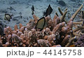 Juvenile bluefin clam living in the night sky, underwater video underwater video 44145758