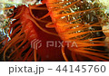 The blue glows like the electrocardiogram in the turmeric snail 44145760