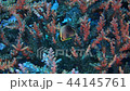 Mikado butterflyfish juvenile fish underwater video underwater video video video 44145761