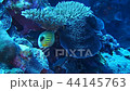 Watershed butterflyfish that is parasitized on sea urchin Underwater video Underwater video Video Video 44145763