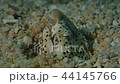 Watershed Snake Underwater Video Underwater Video Video 44145766