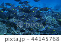 Flock of sawfishes Underwater video Underwater video Video Video 44145768