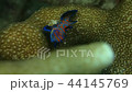 Elderfish Mandarinfish underwater video underwater video Mandarin dragonet video 44145769