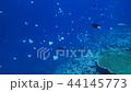 Flock of butterfly butterflyfish Underwater video Underwater video Video Video 44145773