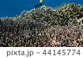 Two pairs of Tengukawahagi underwater video underwater video movie video 44145774