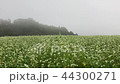 搖曳在早晨薄霧的蕎麥花 44300271