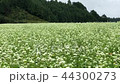 蕎麥田 44300273
