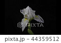 開花的遊戲中時光倒流 44359512