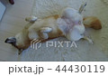 お腹を出して寝る犬 44430119