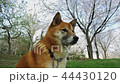花見見物の柴犬 44430120