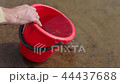 Releasing small fish from a bucket into a pond 44437688