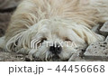Dog resting, laying on ground. 44456668