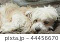 Dog resting, laying on ground. 44456670
