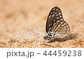 Butterflies are eat mineral on the ground, 44459238