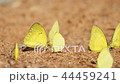 Pieridae Gandaca harina yellow butterflies are eat 44459241