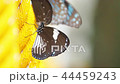 Euploea radhamantus black butterflies are eat 44459243