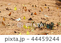 Butterflies are eat mineral on the ground 44459244