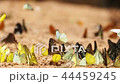 Butterflies are eat mineral on the ground  44459245