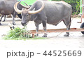 由布島の水牛 44525669