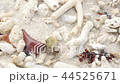 動き回るヤドカリ 44525671