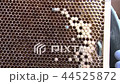 ミツバチの誕生 44525872