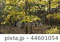 Autumn landscape on the sunny day. Zoom in. 44601054