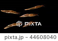 Slow Moving Slimy Gross Slug Alpha channel black screen  44608040