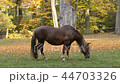 Horse grazing on the meadow. No camera movement. 44703326