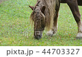 Horse grazing on the meadow. No camera motion. Det 44703327