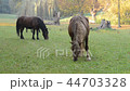 Horses grazing on the meadow.  No camera motion. 44703328