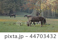 Horses grazing on the meadow.  No camera movement. 44703432