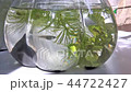 Medaka swimming in the tank 44722427