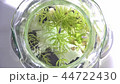 Medaka swimming in the tank 44722430