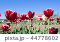 Field of red tulips flowers 44778602