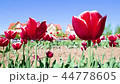 Field of red tulips flowers 44778605