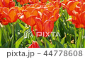 Field of red tulips. 44778608