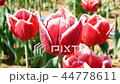 Field of red tulips. 44778611