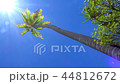 ヤシの木 44812672