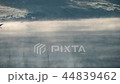 BIRD FLYING OVER THE LAKE WITH FOG 44839462