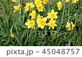 Yellow daffodils in a spring field 45048757